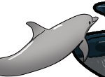 Underdone-Website-Header-cetacean